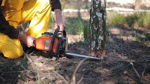 How Our Tree Care Process Works  in  Oriole Beach, FL